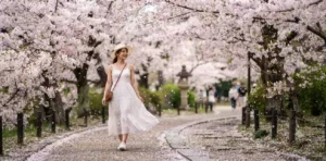 Cherry Blossom Captions